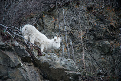 Alaskan dahl sheep, feeding near turnagain arm. this is a popular tourist stop when they come down.