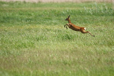 Side view of a dog running on field