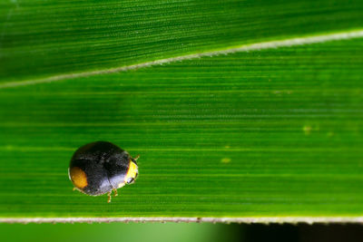 Close-up of caterpillar on green leaf