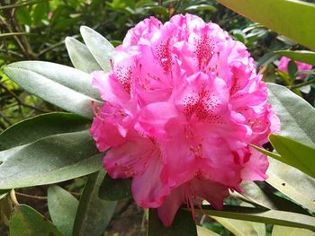 Close-up of pink flowers blooming outdoors