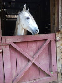 White horse in stable