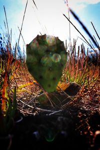 Close-up of succulent plant on field against sky