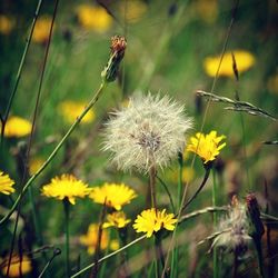 Close-up of dandelion flowers