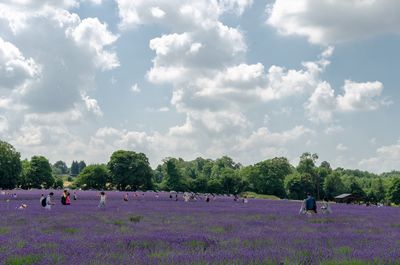 People on lavender field against sky