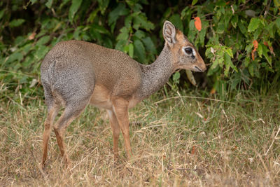 Kirk dik-dik eyes camera with bushes behind