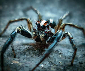 Close-up of spider