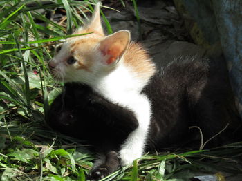 Close-up of cat sitting on grass