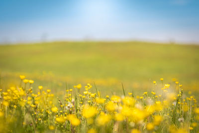 Beautiful view of a countryside with flower meadows and blue sky in background. spring