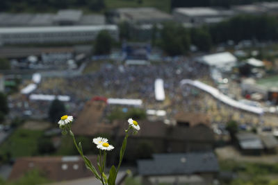 High angle view of flowering plant in city