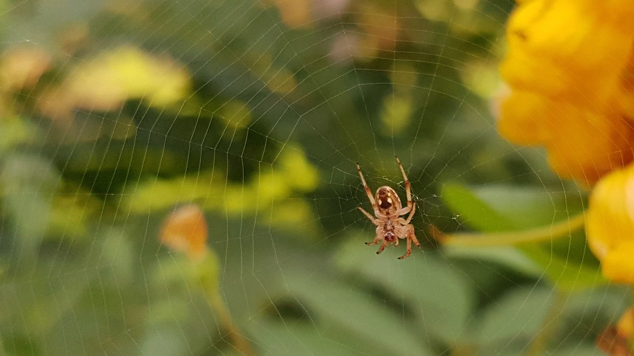 spider, spider web, one animal, animal themes, animals in the wild, web, nature, close-up, focus on foreground, insect, outdoors, survival, day, animal wildlife, fragility, no people, animal leg, beauty in nature