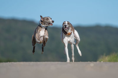 Dogs running on land