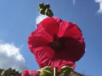 Close-up of red hibiscus against sky