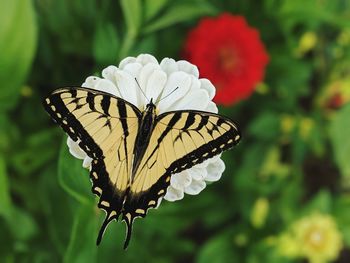 Swallowtail butterfly on zinnia