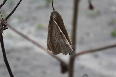 Close-up of dry leaf on twig