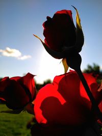 Close-up of red flowers