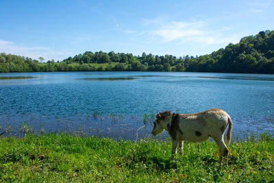 Donkey at the lake