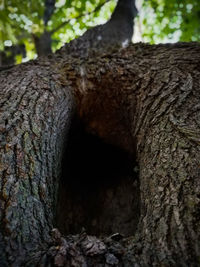 Close-up of tree trunk