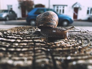 Close-up of snail on tree stump