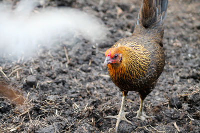 Close-up of rooster on field