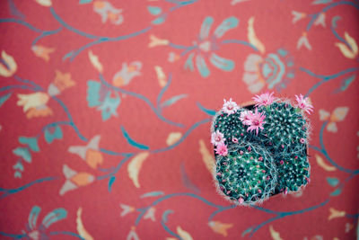 Close-up of flowers on plant