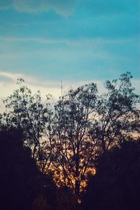 Low angle view of silhouette trees against sky