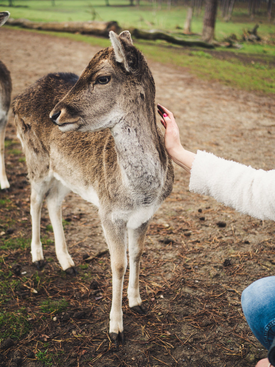 one person, vertebrate, field, mammal, land, real people, human body part, livestock, human hand, hand, domestic animals, day, animal wildlife, one animal, deer, pets, body part, outdoors, herbivorous, fawn