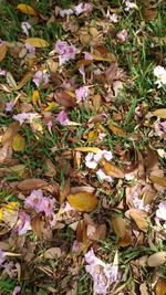 Leaves on field