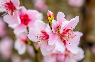 Close-up of pink cherry blossom