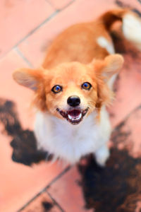 Close-up portrait of dog