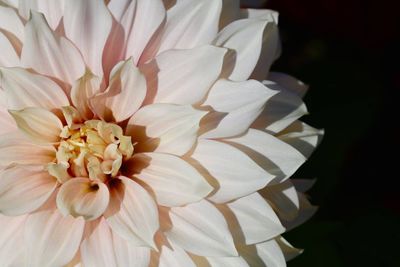 Close-up of white flowers
