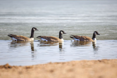 Three geese in denver