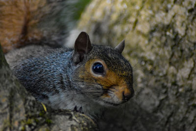 Close-up of squirrel on rock