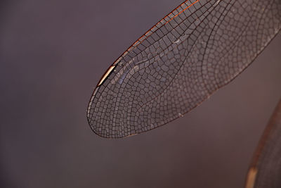 Close-up of dragonfly