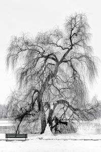 Tree against sky