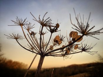 Close-up of plant against blurred background