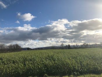 Scenic view of field against sky