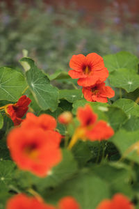 Close-up of red flowering plant