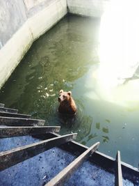 High angle view of monkey in lake