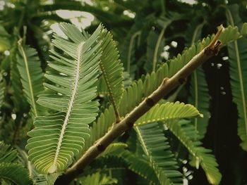 Close-up of green leaves growing on plant