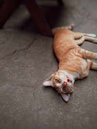 High angle view of cat resting on footpath