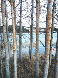 Low angle view of trees in forest