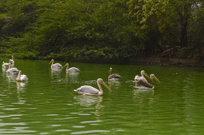 Ducks swimming in lake