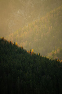 Scenic view of forest against sky