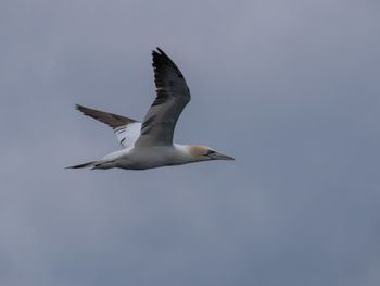 Low angle view of gannet flying