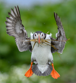 Close-up of bird flying