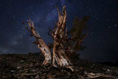Dead tree on field against sky at night