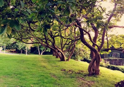 Trees growing on grassy field