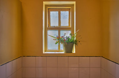 Potted plant on window sill