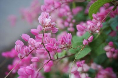 Close-up of pink flowers