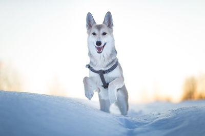 Portrait of dog running on snow covered land